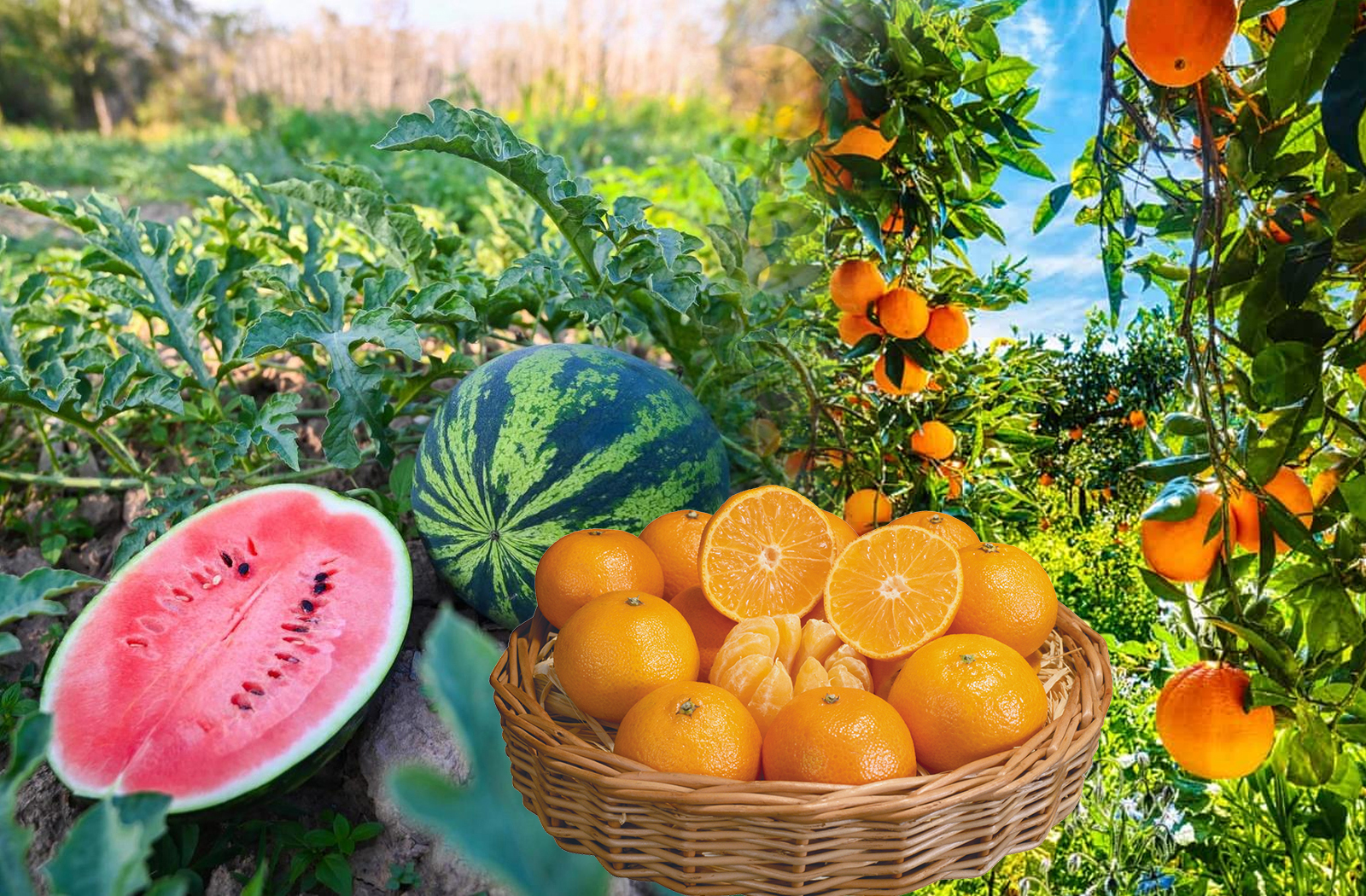 Bild på logistiklastbilar